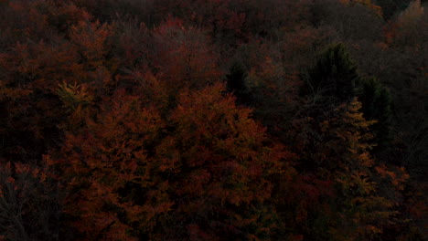 Nahaufnahmen-Von-Luftaufnahmen-über-Orangenbaum
