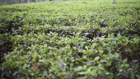 Tea-garden-plantation,-focus-shift