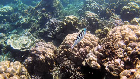 Tracking-shot-of-fish-swimming-over-coral-reef-in-blue-water