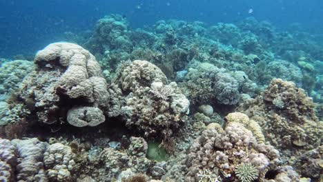 Tropische-Wasserszene-Mit-Fischen-Und-Korallenriff
