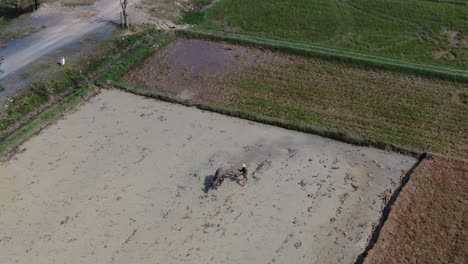 Inspirierender-Blick-Auf-Einen-Vietnamesischen-Bauern,-Der-Hart-Auf-Dem-Reisfeld-Arbeitet-Und-Wasserbüffel-Zum-Pflügen-Des-Plantagenbodens-Einsetzt