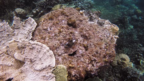 Una-Toma-Submarina-De-Mano-Sobre-Un-Arrecife-De-Coral,-En-Filipinas