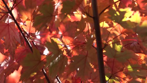 4K_Colorful-Autumn-stock-footage-video-capturing-light,-colors,-and-motion