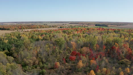 Bright-red-and-orange-foliage-on-hardwoods-surrounding-farm-fields-full-of-corn-ready-for-harvest