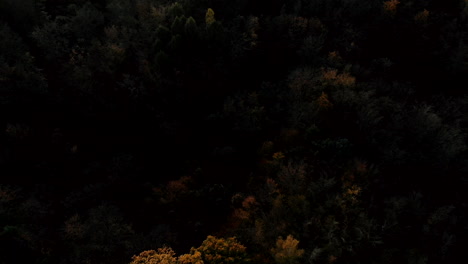 Dark-background-and-aerial-footage-over-yellow-trees,-beautiful-autumn-season