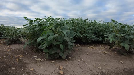 Sojabohnenpflanzen-Auf-Dem-Kultivierten-Feld,-Das-An-Einem-Bewölkten-Tag-Im-Ländlichen-Nebraska,-USA,-Im-Wind-Raschelt