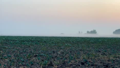 Pan-shot-of-morning-mist-over-open-field-at-sunrise