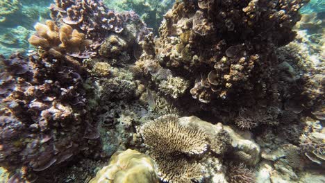 A-handheld-underwater-shot-over-a-coral-reef,-in-the-Philippines