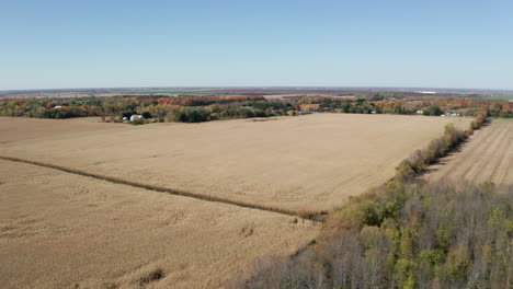 Bare-trees-of-late-autumn-beside-wide-fields-of-grain-ready-for-harvest