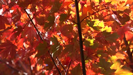 4k_colorful-Stock-Footage-Video-Zum-Herbst,-Das-Licht,-Farben-Und-Bewegung-Einfängt