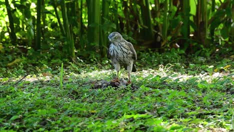 Shikra-Feeding-on-another-Bird-on-the-Ground-,-this-bird-of-prey-caught-a-bird-for-breakfast-and-it-was-busy-eating-then-it-got-spooked-and-took-off