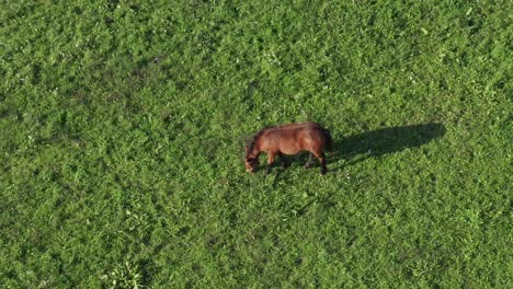 Brown-horse-on-green-pasture,-aerial-view,-ranch-and-farmland-animal