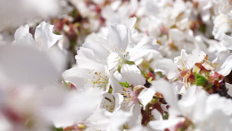 Kirschblüten-Blühen-An-Einem-Sonnigen,-Luftigen-Frühlingstag