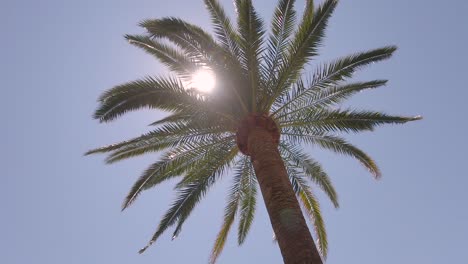A-tall-palm-tree-in-the-wind-against-a-background-of-blue-sky-and-bright-sun,-whose-rays-make-their-way-through-the-foliage