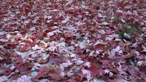 Beautiful-red-maple-leafs-fallen-on-the-sidewalk-during-peak-Autumn-Fall-season