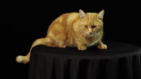 Schöne-Katze-Verlässt-Den-Schwarzen-Tisch,-An-Dem-Er-Für-Dreharbeiten-Posierte,-Schwarzer-Bildschirm