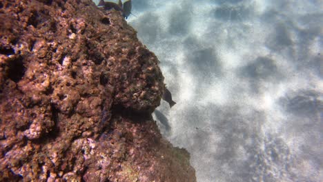 Ein-Vogel-Lippfisch-Schwimmt-Am-Korallenriff-Im-Klaren-Wasser-Vor-Dem-Strand-Von-Hawaii