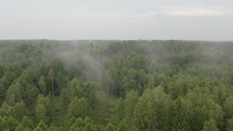 Drone-flight-over-a-misty-forest-in-Eastern-Europe