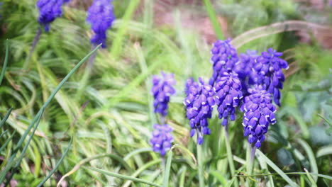 Grape-Hyacinth-flowers-blossom-in-springtime