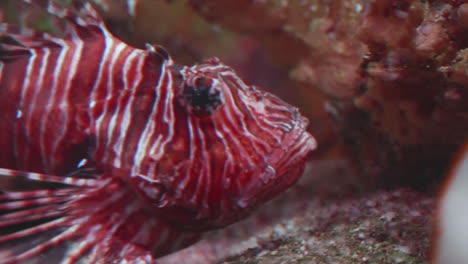 Rotfeuerfische-Auf-Einem-Riff,-Nahaufnahme