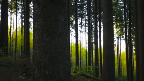 Toma-Panorámica-De-Muchos-árboles-En-Un-Bosque-Verde-Brillante