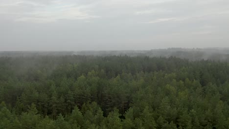 Vuelo-Lento-De-Drones-Sobre-Un-Bosque-De-Niebla