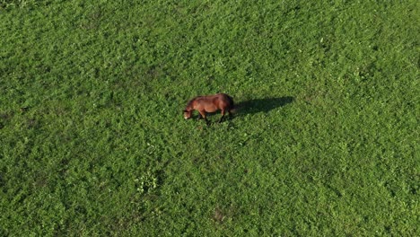 Braunes-Pferd-Auf-Grüner-Weide,-Luftaufnahme,-Ranch-Und-Ackerlandtier
