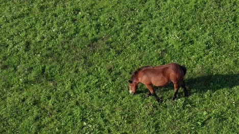 Brown-horse-on-green-pasture,-aerial-view,-ranch-and-farmland-animal