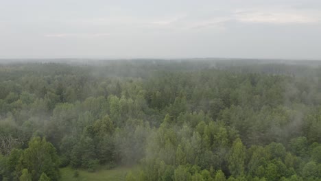 Drohnenflug-Durch-Nebel-Und-Wald