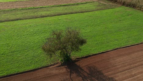 Lone-tree-in-farmland,-green-meadow-and-brown,-ploughed-field,-aerial-view,-serenity,-peace-and-tranquil-scene,-rural-landscape-birds-eye-view