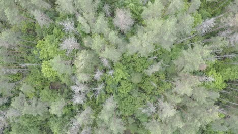 Drone-flight-looking-down-over-woods