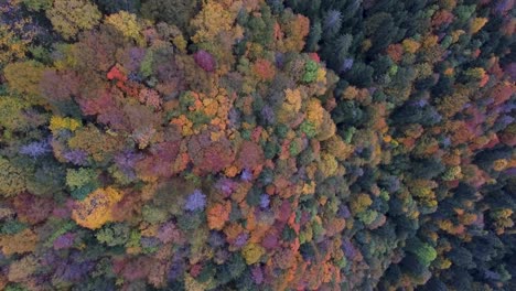 A-drone-fly's-through-the-clouds-and-mists-on-a-foggy-grey-sky-day-above-a-autumn-fall-alpine-forest-in-the-Alpine-mountains-of-France-and-Switzerland