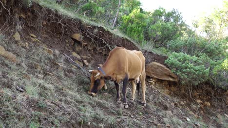 Pequeña-Vaca-Marrón-Comiendo-Hierba-En-Una-Ladera-De-Césped-A-Lo-Largo-De-La-Montaña,-Separada-De-La-Manada