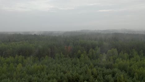 Drone-flight-over-a-foggy-forest