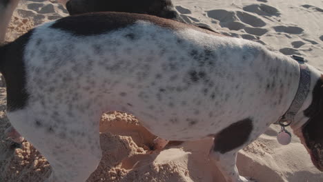 german-shorthaired-pointer-and-a-german-shepherd-play-fight-in-desert,-Close-Up