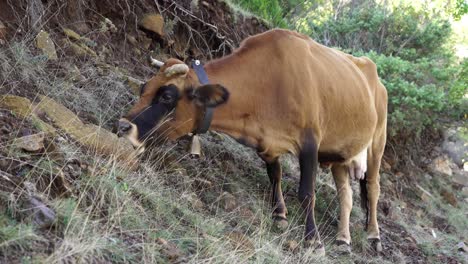 Close-up-of-a-brown-cow-with-the-bell-hanging-in-the-neck,-eating-grass-on-a-summer-day-in-high-mountains