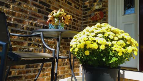 Bright-yellow-mum-and-bistro-set-against-a-brick-wall-on-a-home's-porch,-handheld