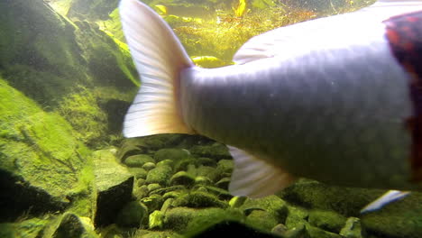 Koi-and-Goldfish-swim-and-feed-underwater-in-pond