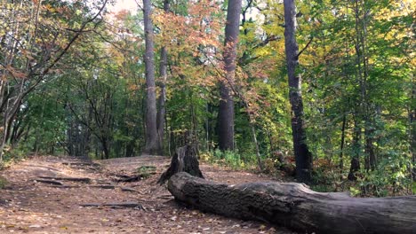 Weg-Innerhalb-Des-Natürlichen-Waldes-Im-Herbst