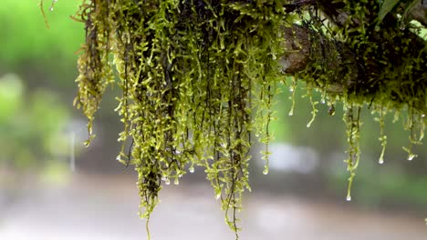 Water-drops-drip-from-hanging-moss-on-rainy-day,-close-up