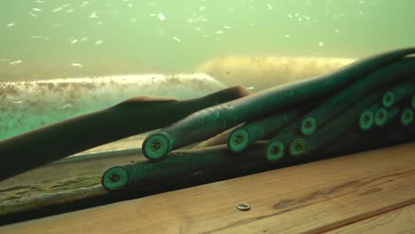 Stock-footage-video-of-of-Pacific-Lampreys-underwater-hanging-on-to-the-glass-with-their-strong-sucking-mouths