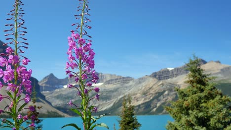 summer-purple-pink-flowers-with-clear-blue-lake-view-with-beautiful-mountain-range-and-clear-blue-sky-in-summer-holiday-in-banff-national-park,-Alberta,-Canada