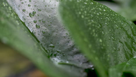 Rain-water-drop-falling-from-leaf