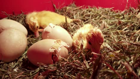 Cute-newborn-ducklings,-eggs,-newly-hatched-baby-duck-looks-at-camera