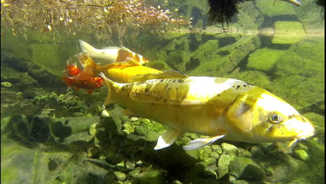 Koi-and-Goldfish-swim-underwater-in-pond