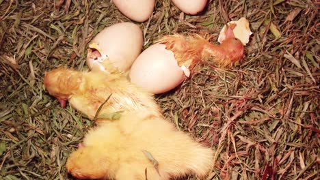 Draufsicht-Auf-Neu-Geschlüpfte-Entlein-Im-Nest-Mit-Eiern