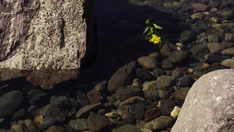 Yellow-flower-floating-across-the-river-above-pebbles-on-calm-clear-water-near-mountain-village