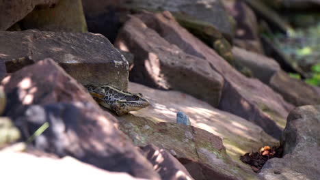 A-Pickerel-Frog-sits-by-a-pond-inflating-his-throat-sac