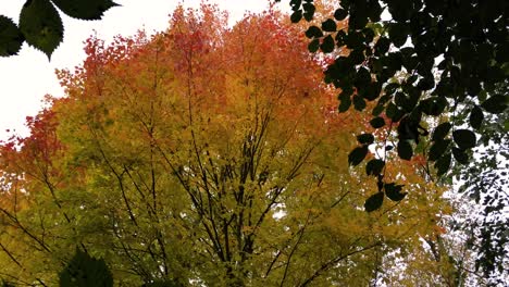 Leuchtend-Goldener-Baum-Im-Herbst,-Einschieben