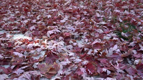 Schöne-Rote-Ahornblätter,-Die-Während-Der-Hochsaison-Im-Herbst-Auf-Den-Bürgersteig-Gefallen-Sind